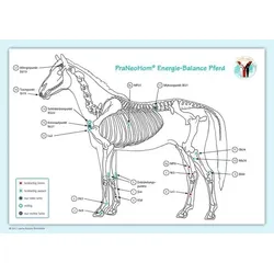 Akupunktur-Tafel Pferd