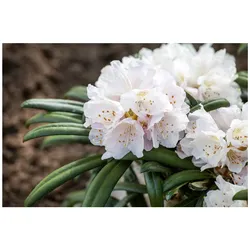 Rhododendron yakushimanum 'Makiyak', 60 cm Stammhöhe, immergrün