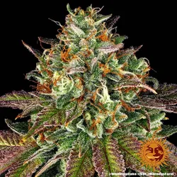 Barney's Farm- Wedding Cake - Feminisiert