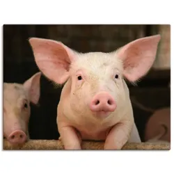 Wandbild ARTLAND "Vorwitziges Schwein", pink (farbe bild(er): pink), B:80cm H:60cm T:1,8cm, Canvas, Leinwand, Bilder, als Leinwandbild, Wandaufkleber in verschied. Größen