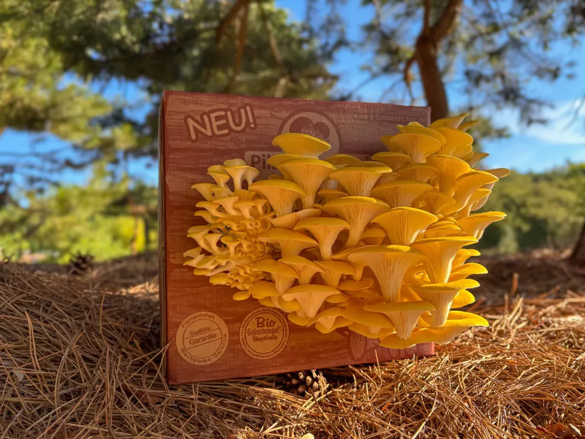 Limonenpilz Pilzzuchtbox Bio