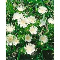 Pflanzen Für Dich Stokesia laevis 'Träumerei', Kornblumenaster, blau, ca.