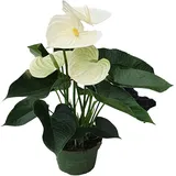 Plant in a Box Anthurium 'Alpine White' Ø 14 x 55 cm Weiß