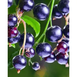 YODEYMA Adriana Eau de Parfum 100 ml