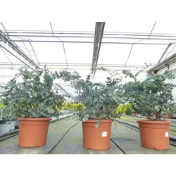 Eucalyptus Cinerea PREMIUM Eukalyptusbaum 70 - 85 cm Pflanze winterhart