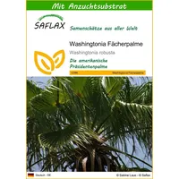 SAFLAX - Washingtonia Fächerpalme - 12 Samen - Mit