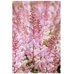 Astilbe chinensis 'Serenade', Prachtspiere, rosa, ca. 9x9 cm Topf