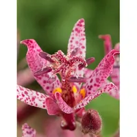 Pflanzen Für Dich Tricyrtis hirta 'Sinonome', Krötenlilie, weiß-violett, ca.