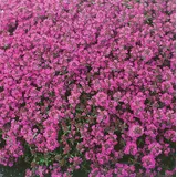 Pflanzen Für Dich Thymus praecox 'Red Carpet' Teppich-Thymian rotblühend, ca. 9x9 cm Topf