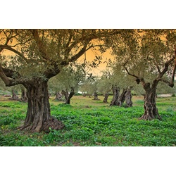 PAPERMOON Fototapete „Bäume“ Tapeten Gr. B/L: 2,00 m x 1,49 m, Bahnen: 4 St., bunt Fototapeten
