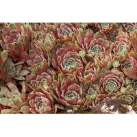 Pflanzen Für Dich Sempervivum x cult.'Tedderheid', Hauswurz, ca. 9x9