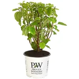 Dehner Schneeball-Hortensie Zierstrauch 40-50 cm