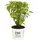 Dehner Schneeball-Hortensie Zierstrauch 40-50 cm