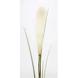 I.GE.A. Flair Flower Pampasgras, 2er Set, Weiß, 6 x 6 x 125 cm, 2-Einheiten