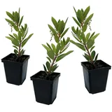 Plant in a Box - Arbutus 'Unedo' Höhe 25-40cm