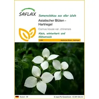 SAFLAX - Asiatischer Blüten - Hartriegel - 30 Samen