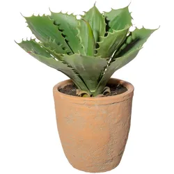 CREATIV green künstliche Pflanze Echeveria, ca 25cm, 3er Set