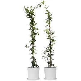 Plant in a Box - Trachelospermum jasminoides 2er set Höhe 110-120cm