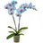 Dehner Schmetterlingsorchidee Ø Phalaenopsis cultivars, Blue Wonder, Hellblau, Pink