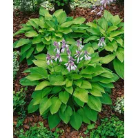 Pflanzen Für Dich Hosta X Fortunei Hyacinthina Funkie Ca.