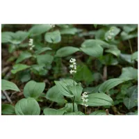 Pflanzen Für Dich Maianthemum bifolium, Zweiblättriges Schattenblümchen, ca. 9x9