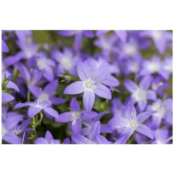 Campanula garganica, Glockenblume, blau, ca. 9x9 cm Topf