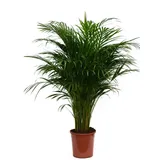 meinvipshop Goldfruchtpalme XXL 85cm Dypsis lutescens | Gr.: onesize