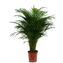meinvipshop Goldfruchtpalme XXL 85cm Dypsis lutescens | Gr.: onesize