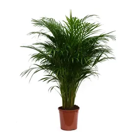 meinvipshop Goldfruchtpalme XXL 85cm Dypsis lutescens | Gr.: onesize