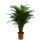 meinvipshop Goldfruchtpalme XXL 85cm Dypsis lutescens | Gr.: onesize