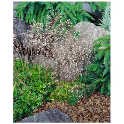 Saxifraga x urbium 'Variegata', Steinbrech, buntlaubig, ca. 9x9 cm Topf