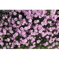 Pflanzen Für Dich Dianthus gratianopolitanus 'Pink Jewel' Nelke, rosa,