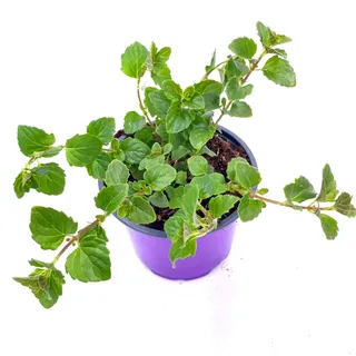 Indian Mint Hängeminze Satureja douglasii Kräuter Pflanzen 2stk.