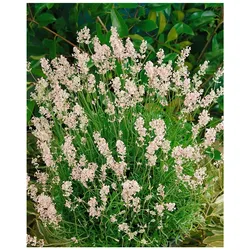 Lavandula angustifolia 'Rosea', Lavendel, rosa Blüten, ca. 9x9 cm Topf