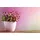 Paulmann LED Grow Green Pflanzenlampe R80 6,5 W E27 Reflektor