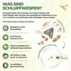 green guardia Schlupfwespen gegen Kleidermotten Mottenfalle 3 Karten
