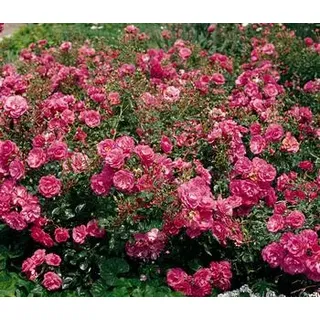 Bodendeckerrose 'Mirato®', Rosa