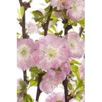 Pflanzen Für Dich Prunus triloba, Mandelbäumchen, rosa Blüten, 40–60