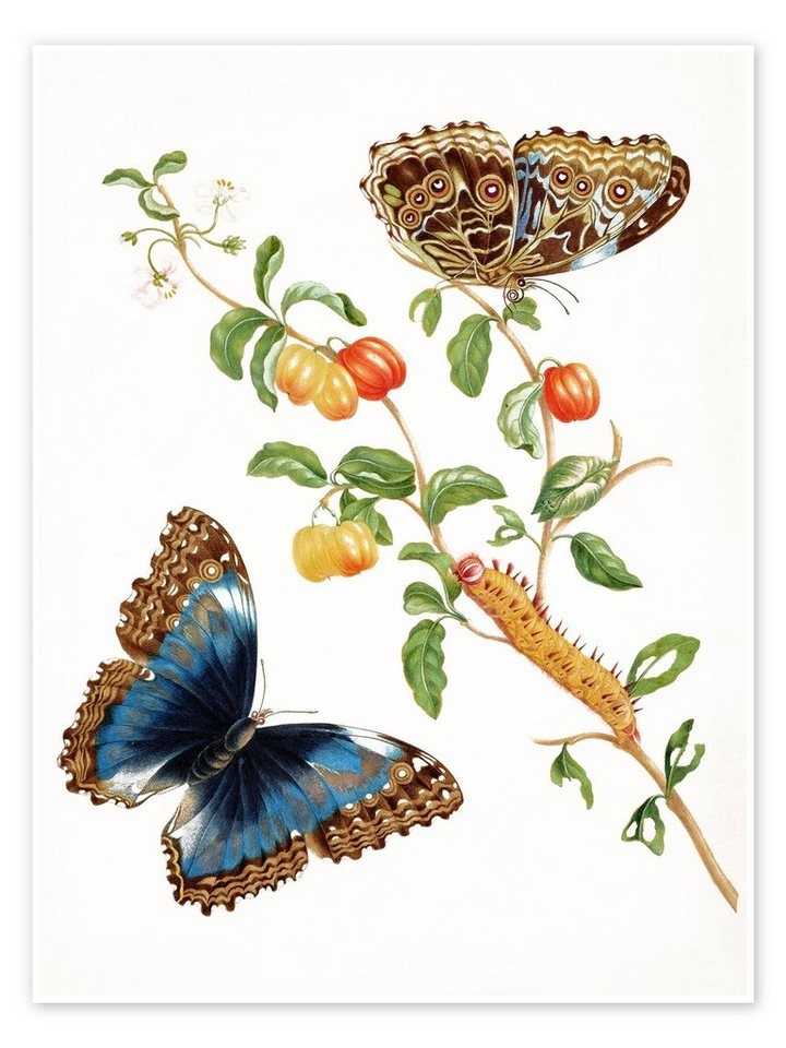 Posterlounge Poster Maria Sibylla Merian, Pfauenspiegel, Malerei weiß 30 cm x 40 cm