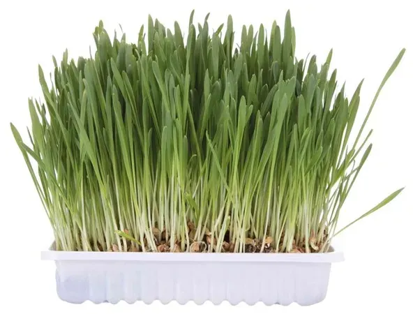 Katzengras mit Schale 100g