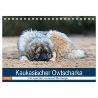 Calvendo Kaukasischer Owtscharka (Tischkalender 2026 DIN A5 quer), CALVENDO