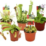 EXOTENHERZ Starter Set Fleischfressende Pflanzen 5 Pflanzen