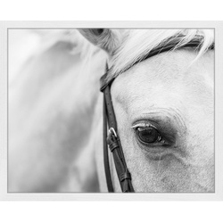 ANY IMAGE Digitaldruck »Pferd«, Rahmen: Buchenholz, weiß - weiss