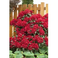 Pflanzen Für Dich Rhododendron Hybr. 'Sammetglut', leuchtend rot, 30–40