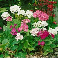 Pflanzen Für Dich Primula sieboldii, Japanische Primel, rosa Blüten,