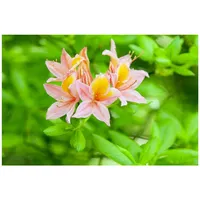 Pflanzen Für Dich Rhododendron luteum 'Josephine Klinger', gelb, 30–40