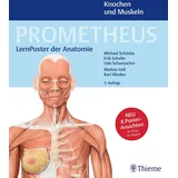 Thieme PROMETHEUS LernPoster der Anatomie, Knochen und Muskeln