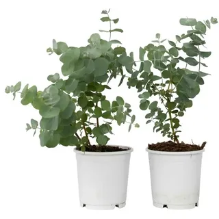 Plant in a Box - Eukalyptus - 2 Stk - Eucalyptus Pulverulenta 'Baby Blue" 2er Set Höhe 25-40cm