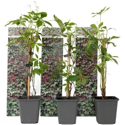 Plant in a Box Wilder Wein - Parthenocissus quinquefolia 3er Set Höhe 25-40cm