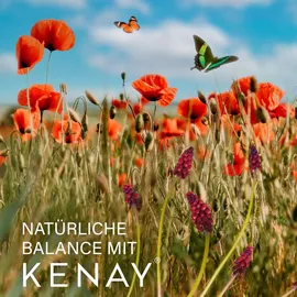 Kenay Natürliches Kollagen II Kapseln 60 St.